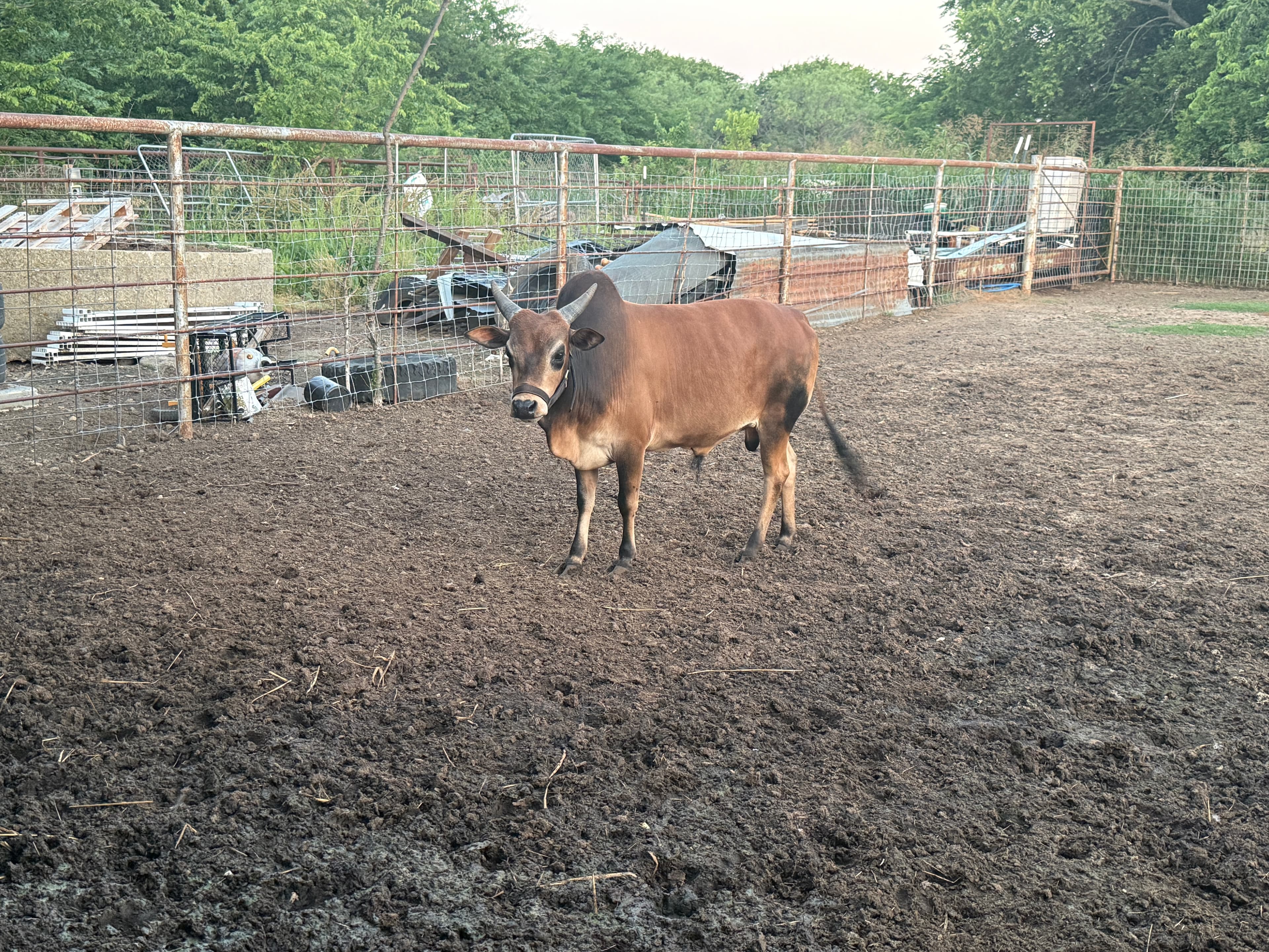 Sacred cows at Arka Goshala
