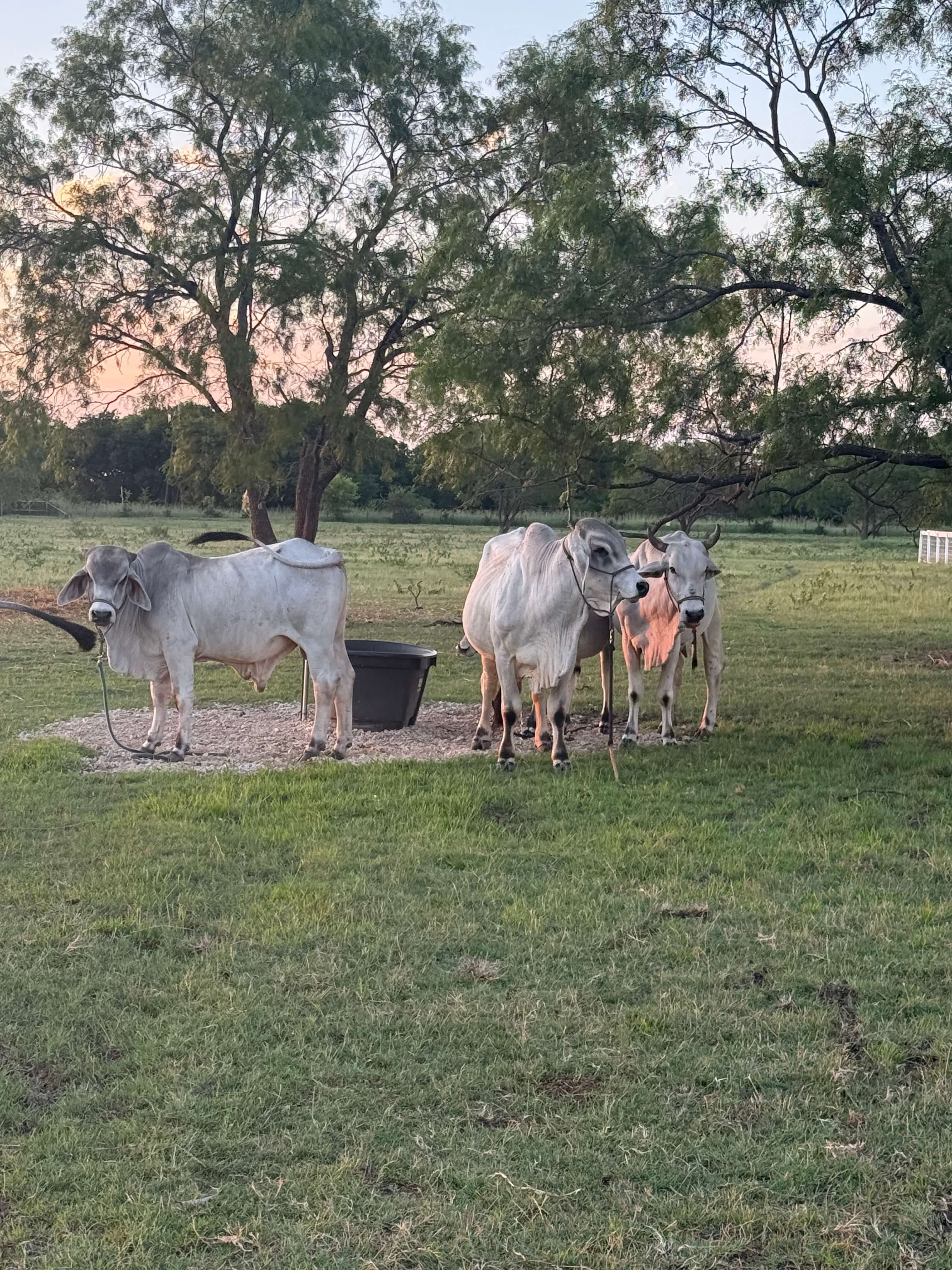 Newborn calf at Arka Goshala