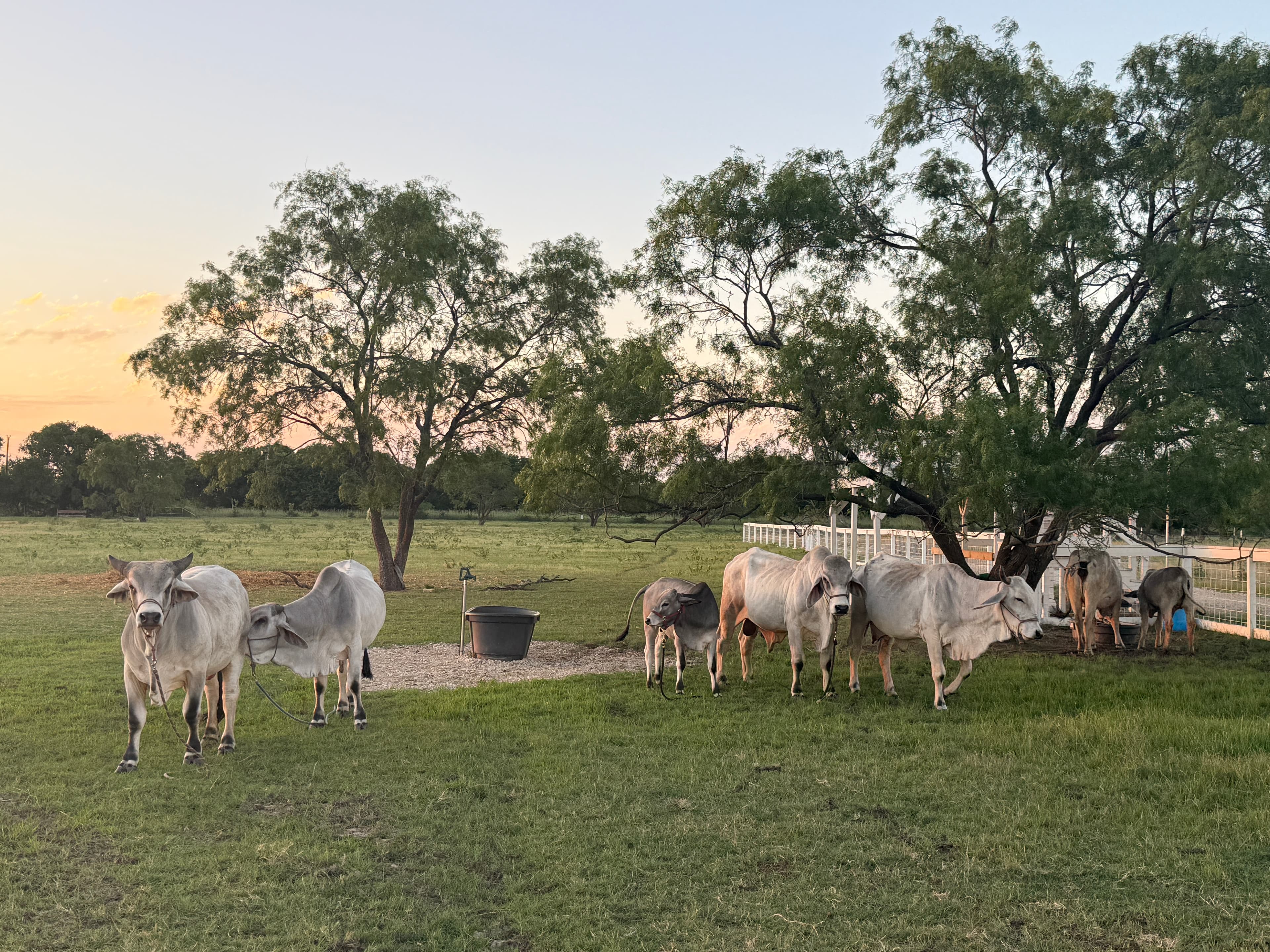 Arka Goshala herd at sunset